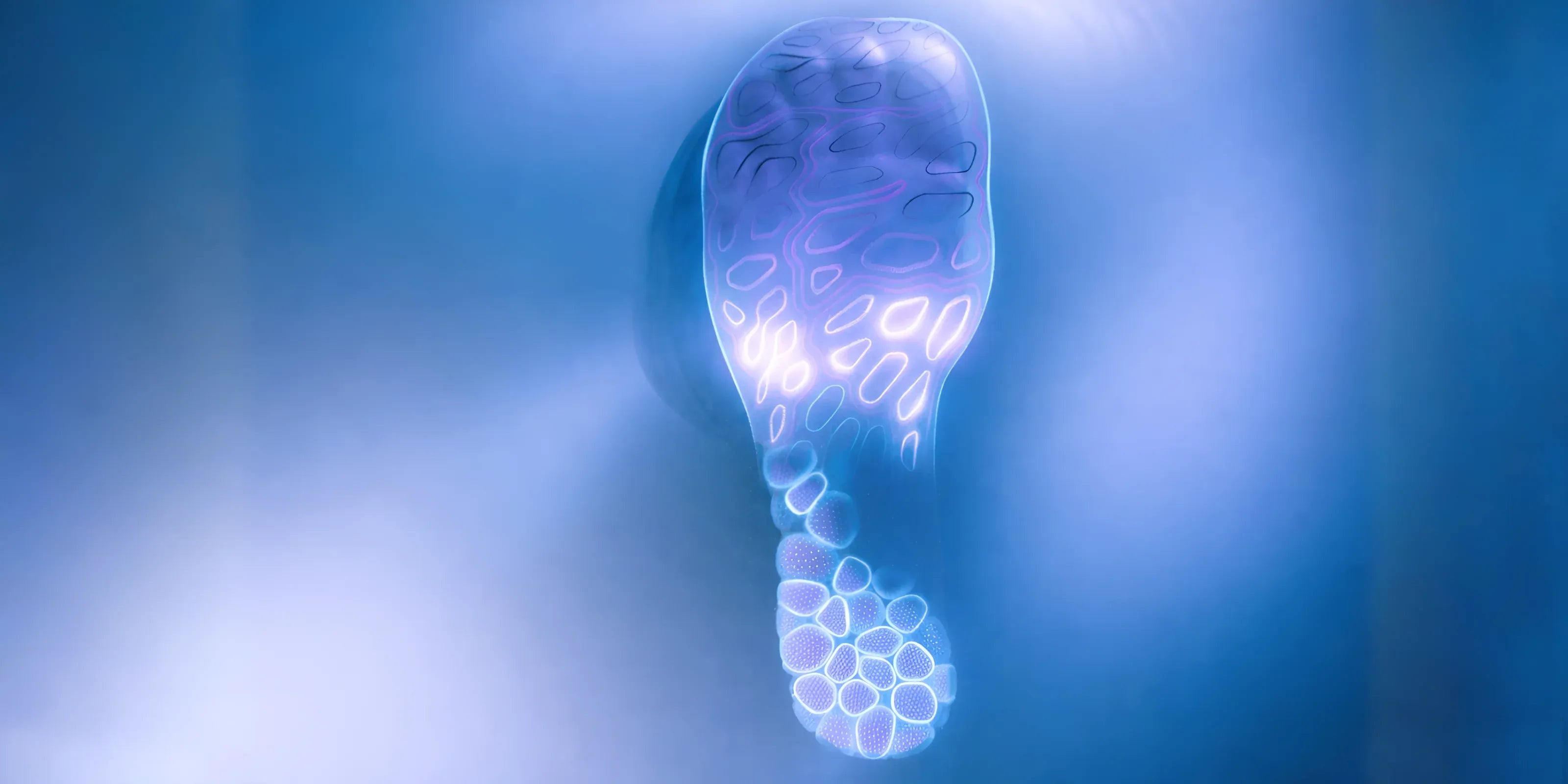 The principles of Anatomical footwear design